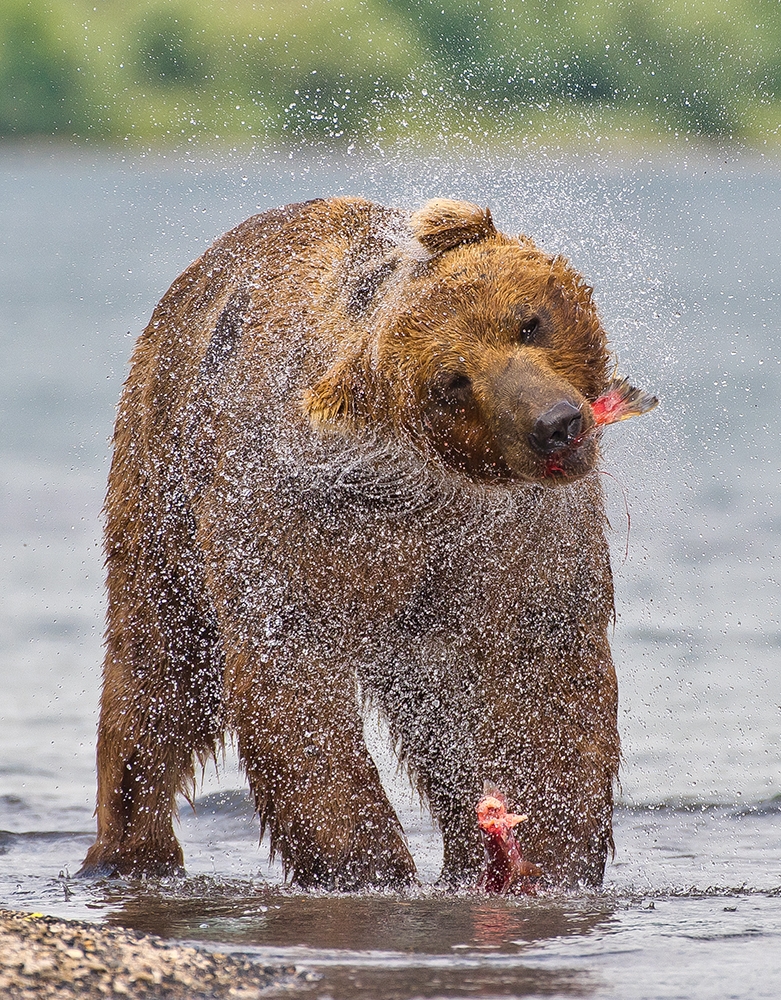 Bears of Kamchatka