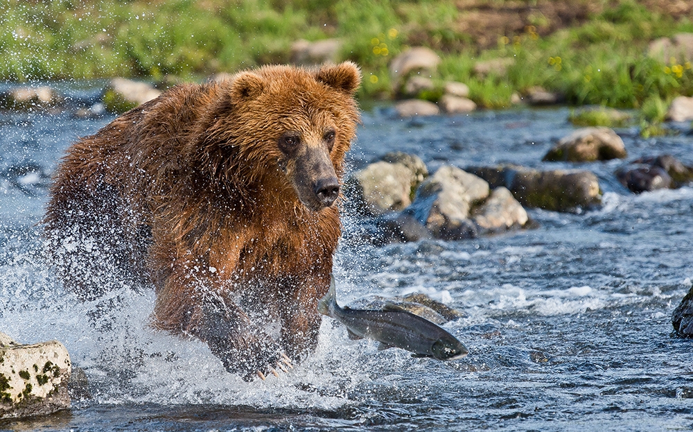 Bears of Kamchatka