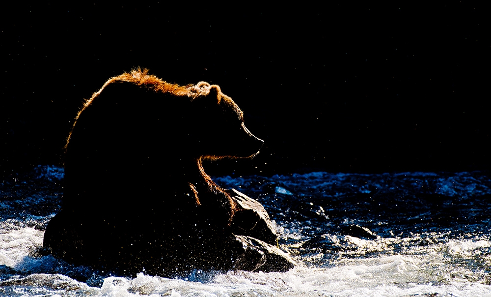 Bears of Kamchatka