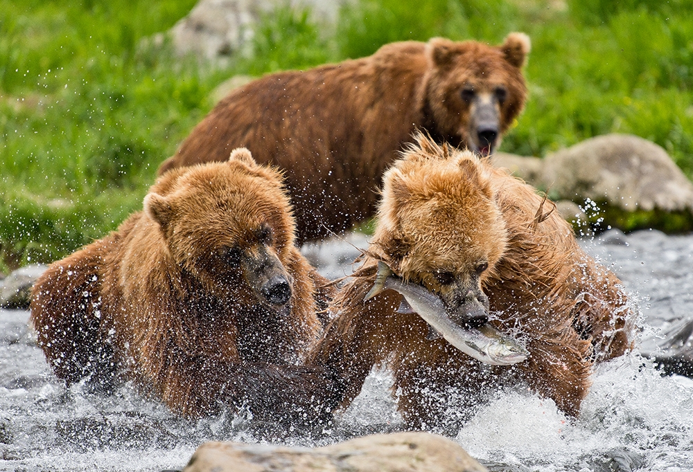 Bears of Kamchatka