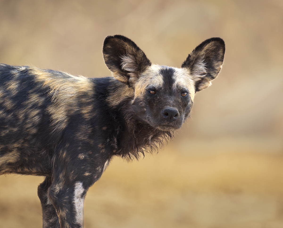 African Wild Dogs