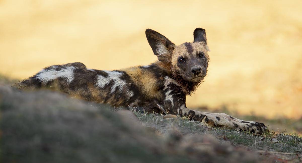 African Wild Dogs