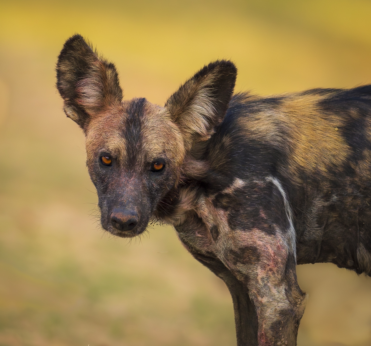 African Wild Dogs