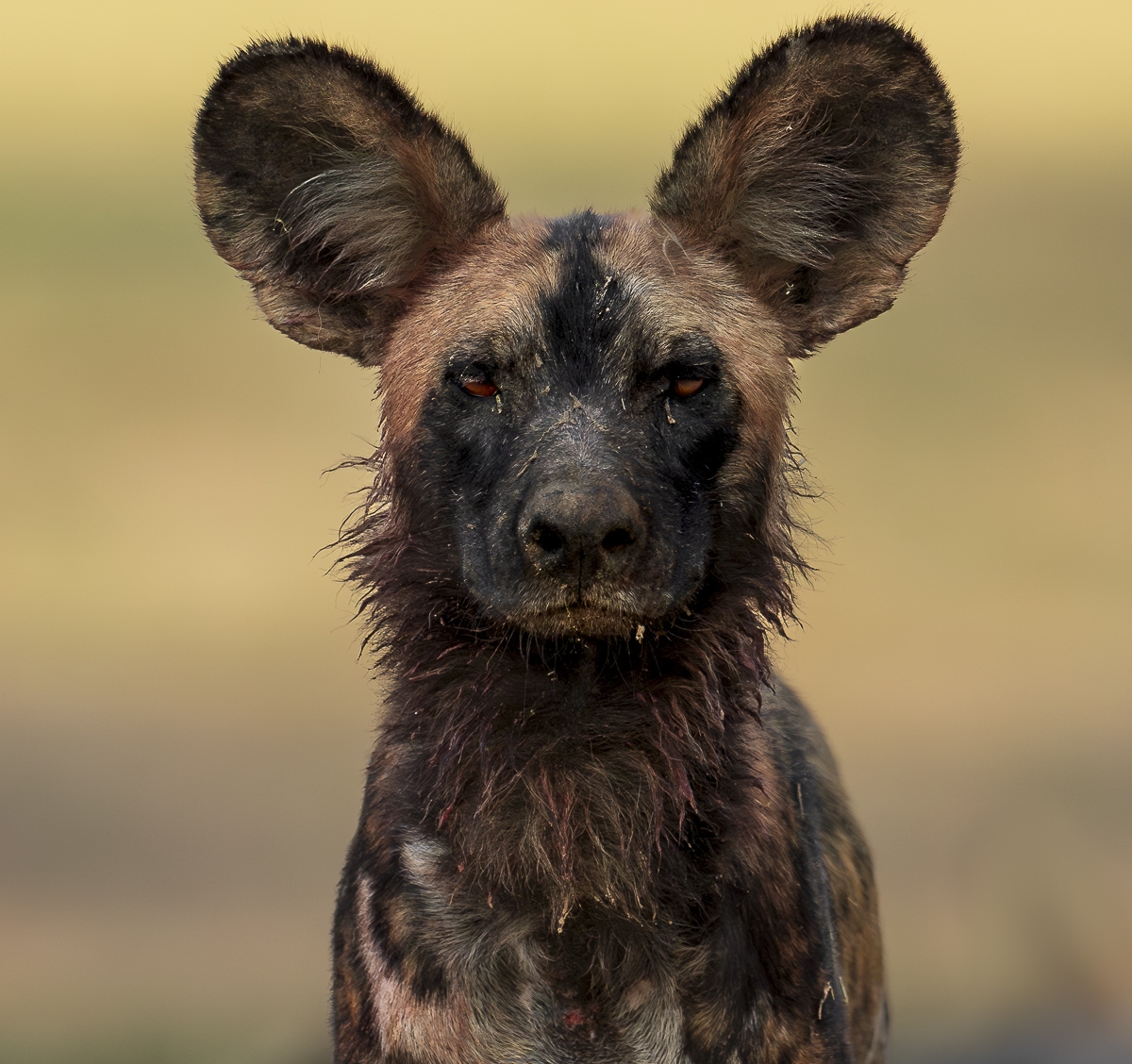 African Wild Dogs