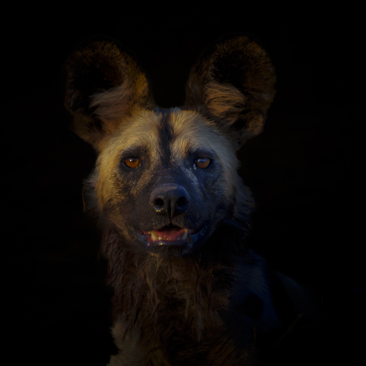 African Wild Dogs