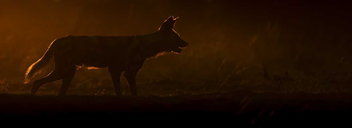African Wild Dogs