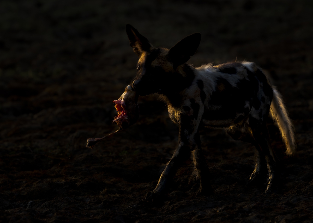 African Wild Dogs