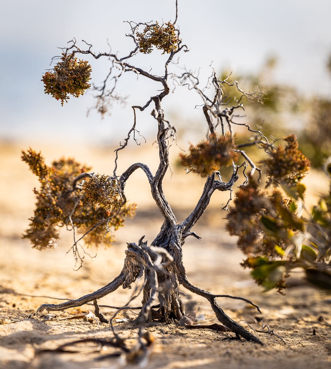 Deep Tree