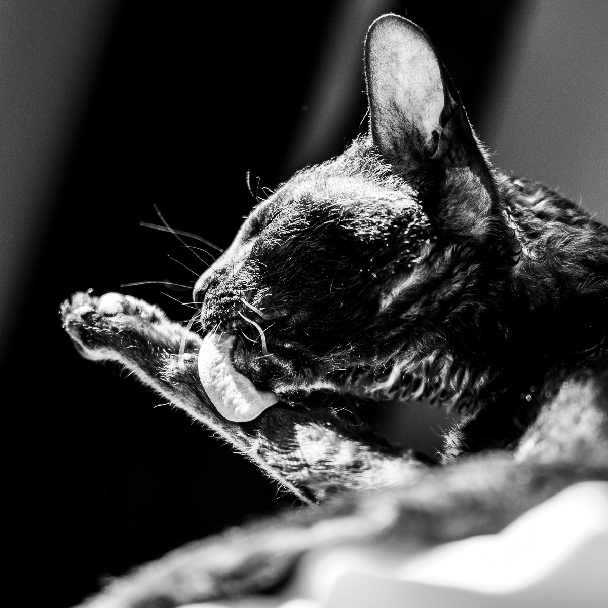 Fauve domestique