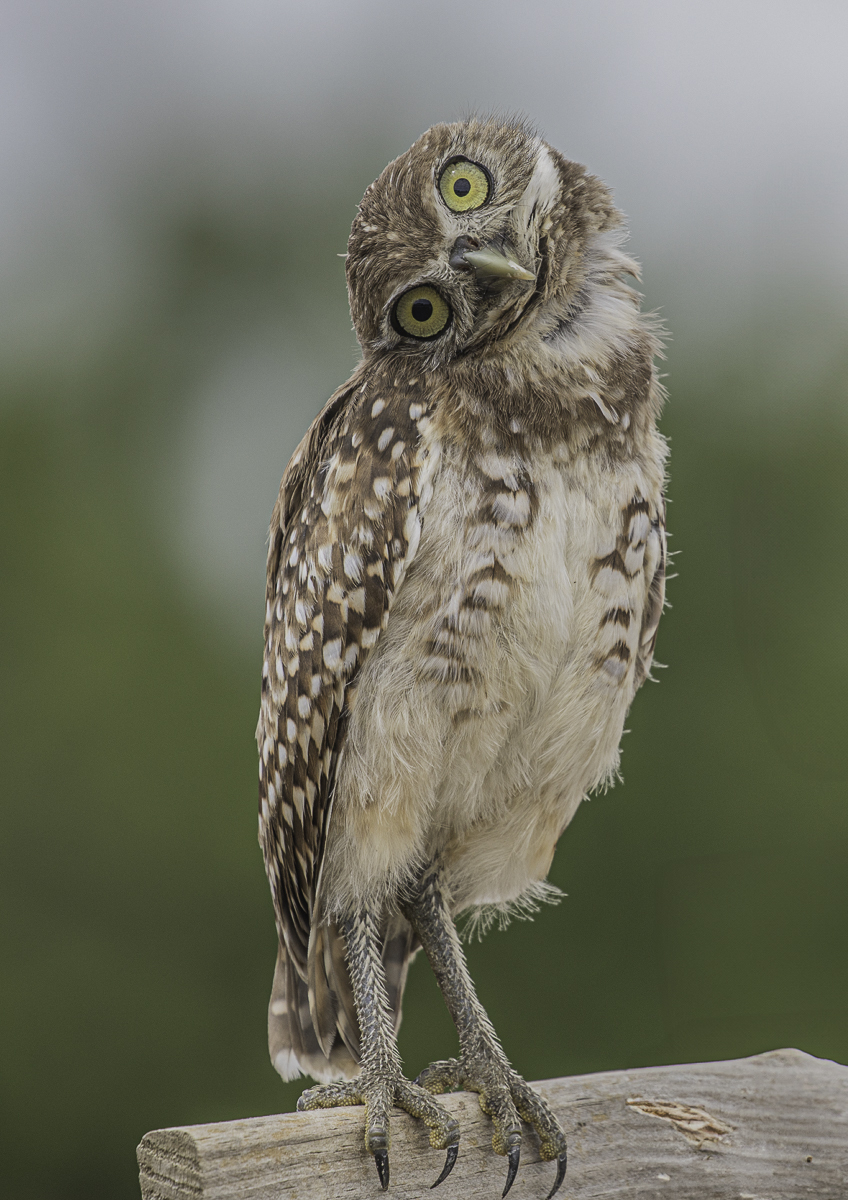 Curious Burrowing Owl 