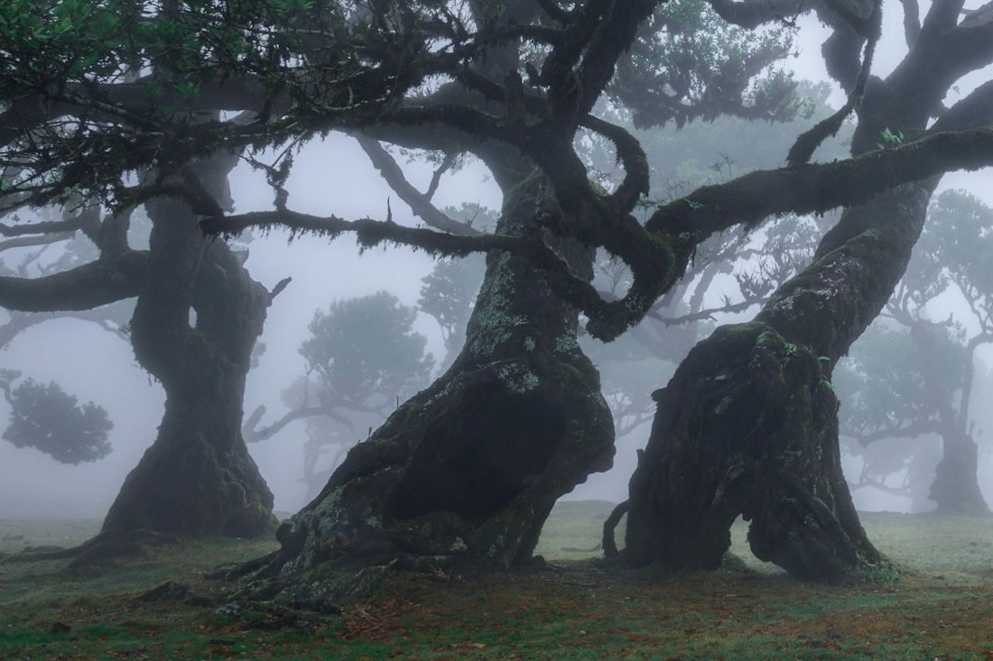 The Green Echo