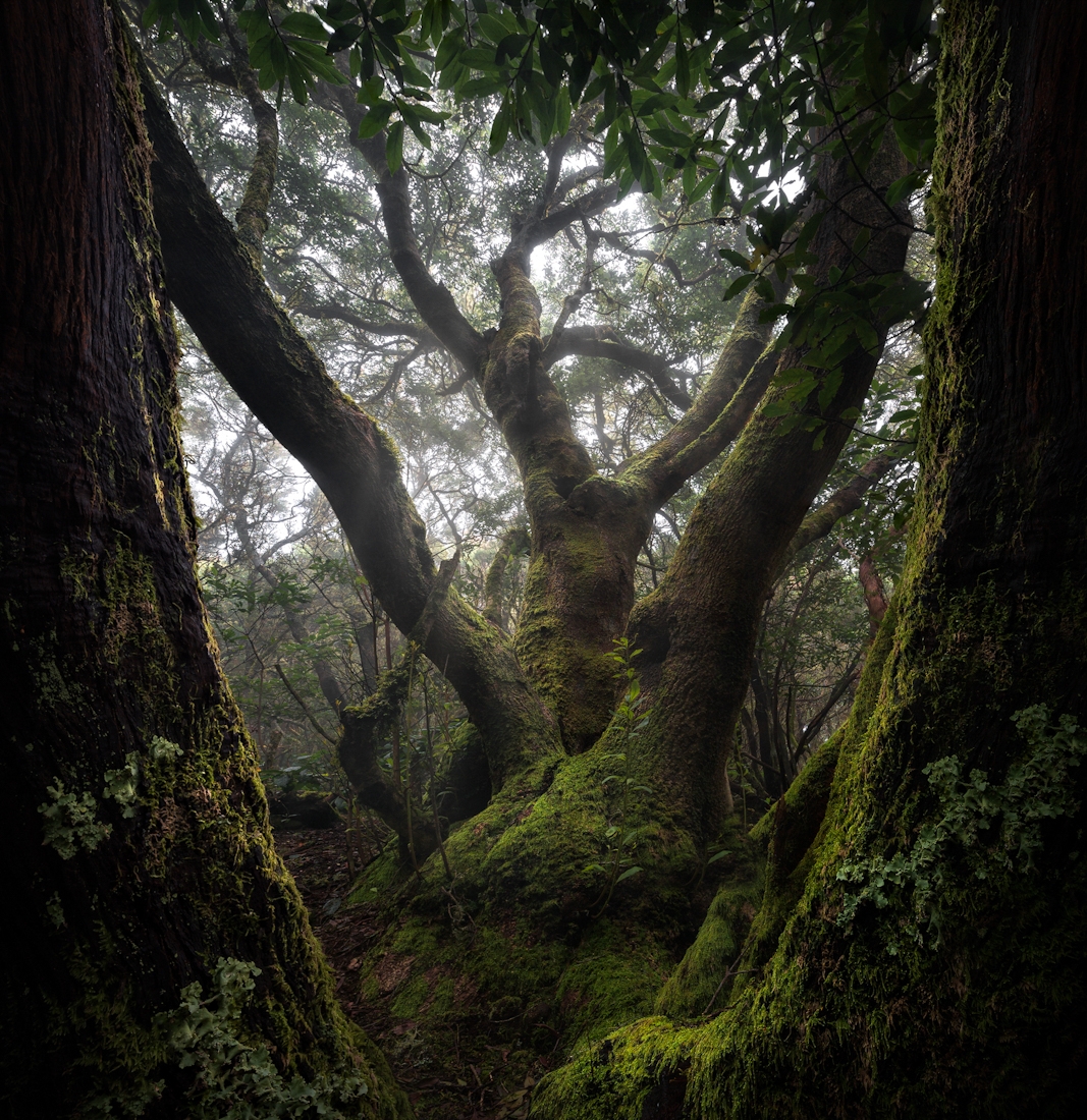 The Green Echo