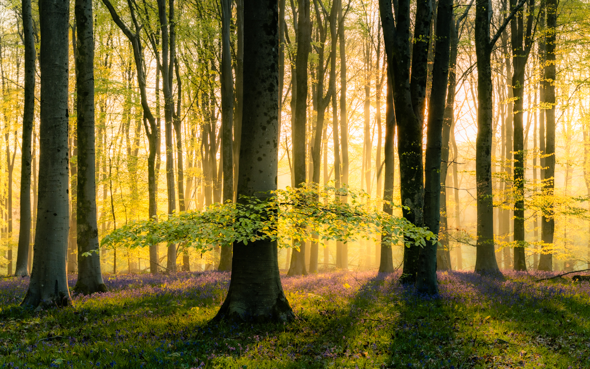 British woodland at dawn