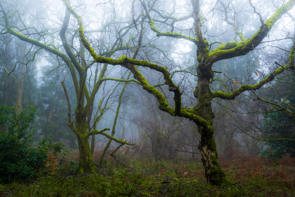 British woodland at dawn