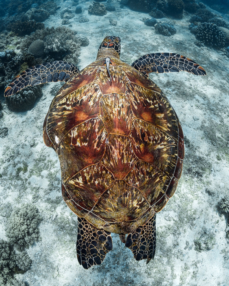 OLD Turtle