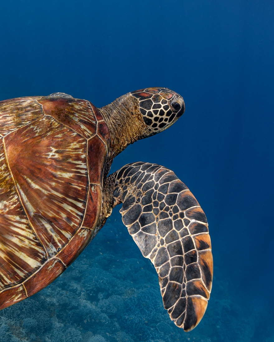 OLD Turtle