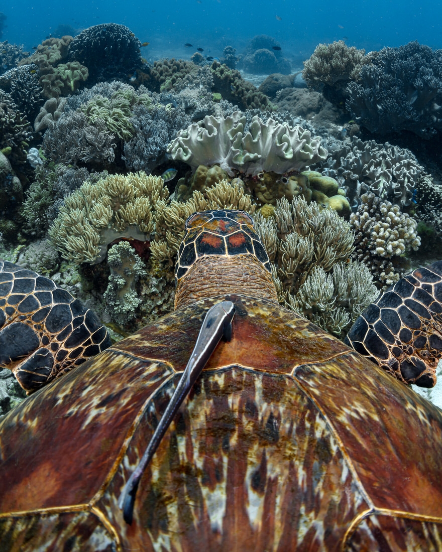OLD Turtle