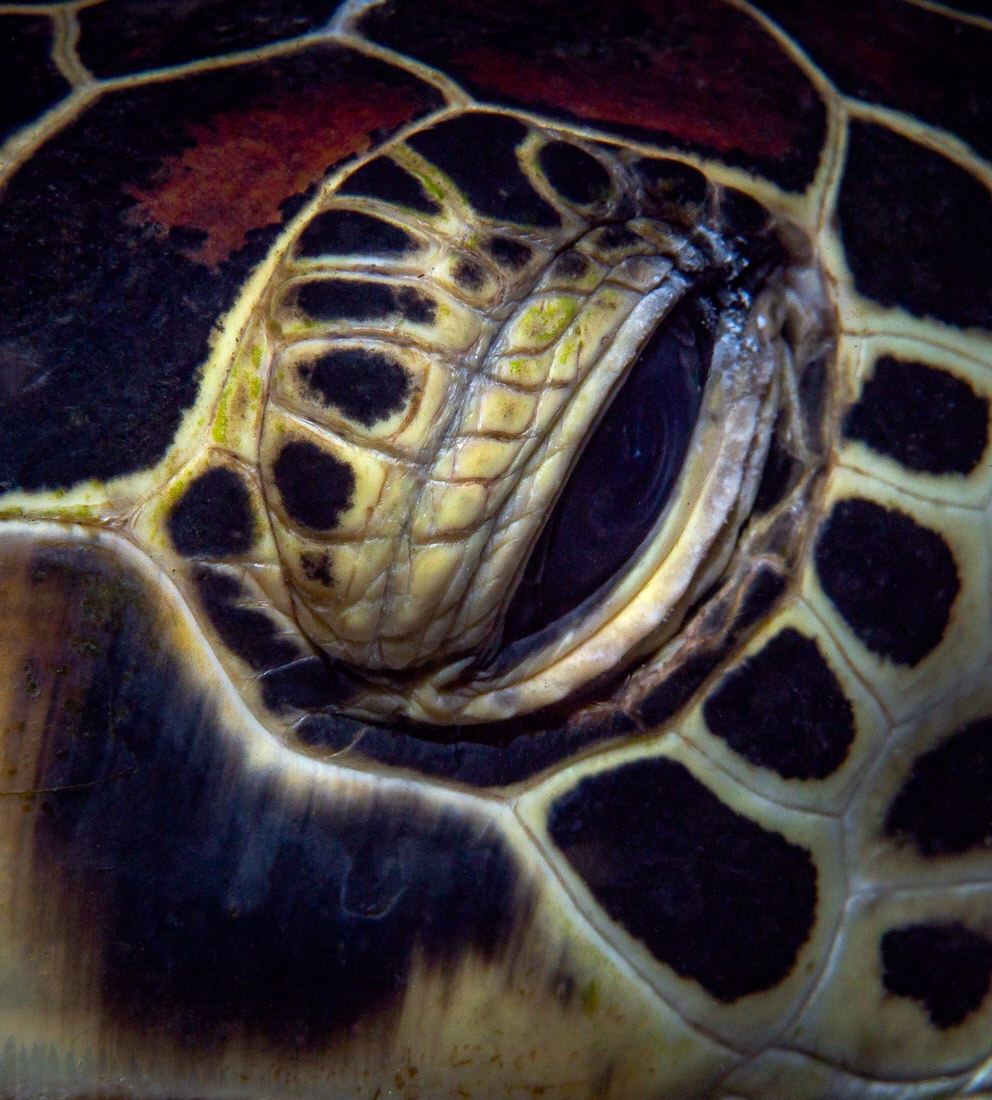 OLD Turtle