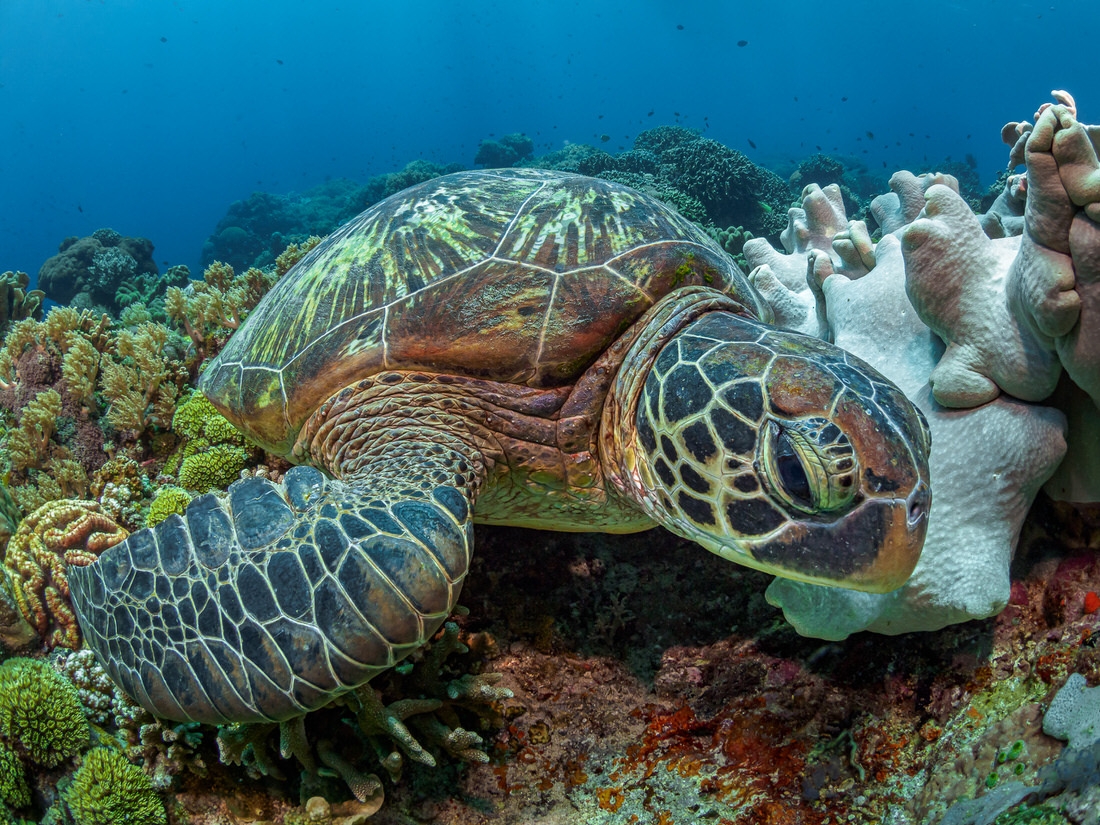 OLD Turtle