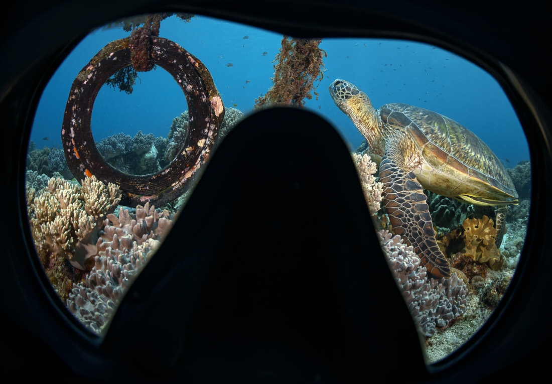 OLD Turtle