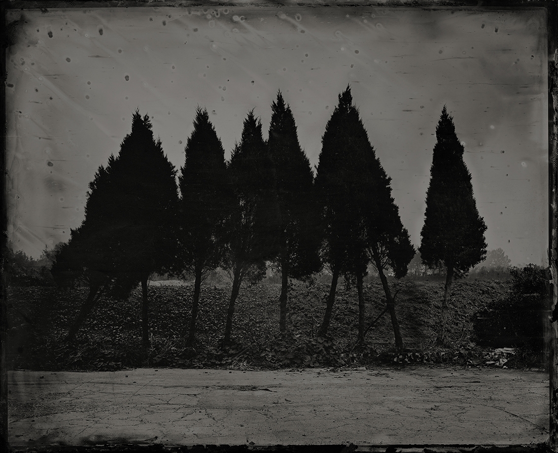The Trees