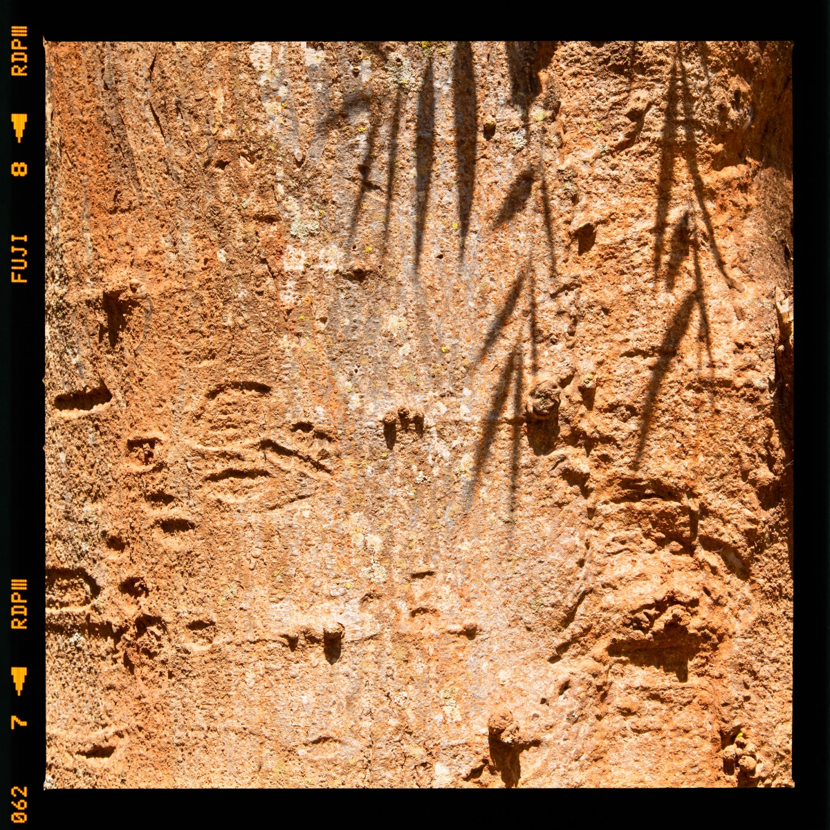 Tree maps (2015 - 2024)