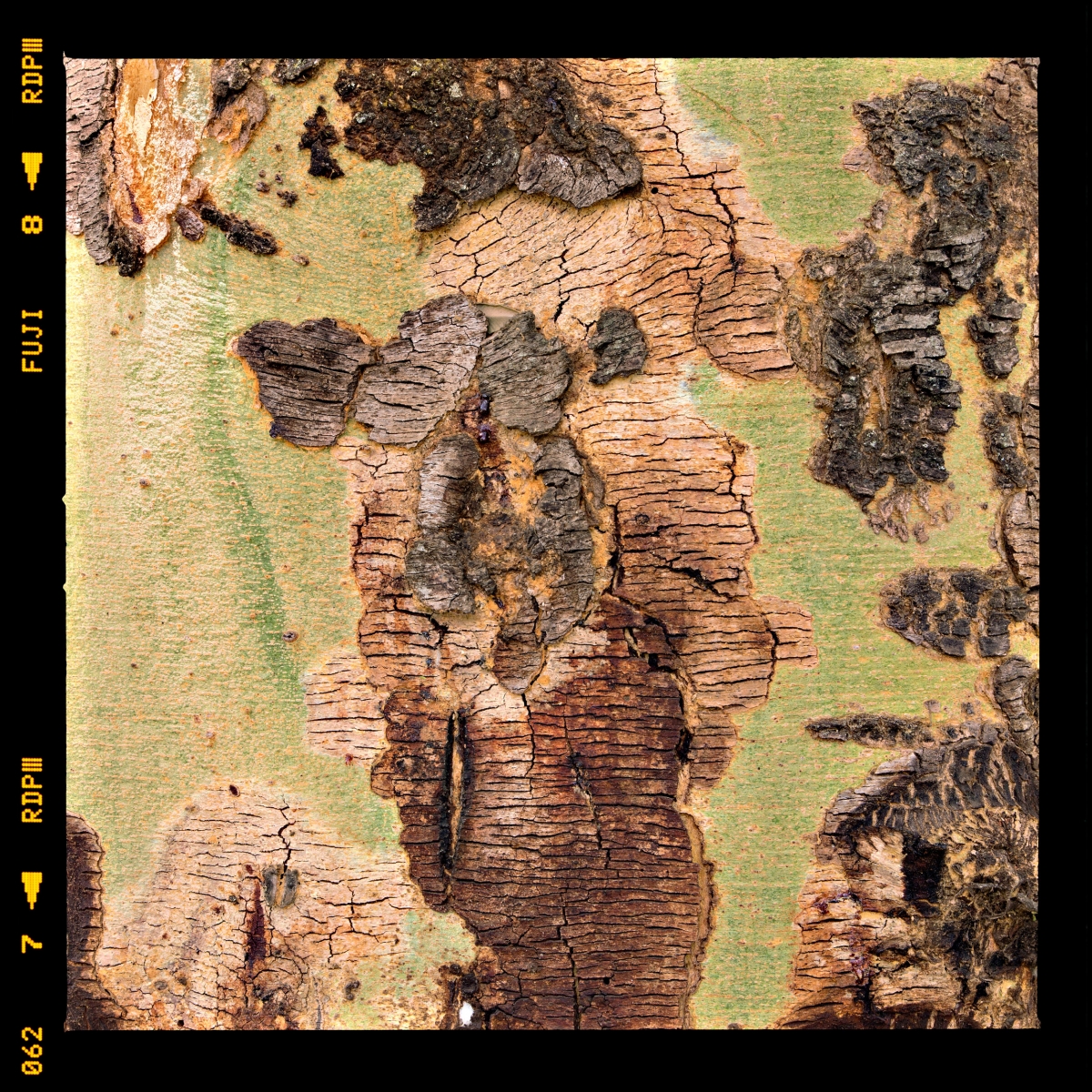 Tree maps (2015 - 2024)