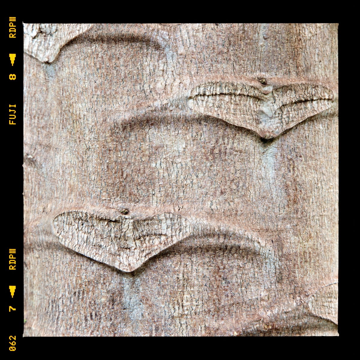 Tree maps (2015 - 2024)