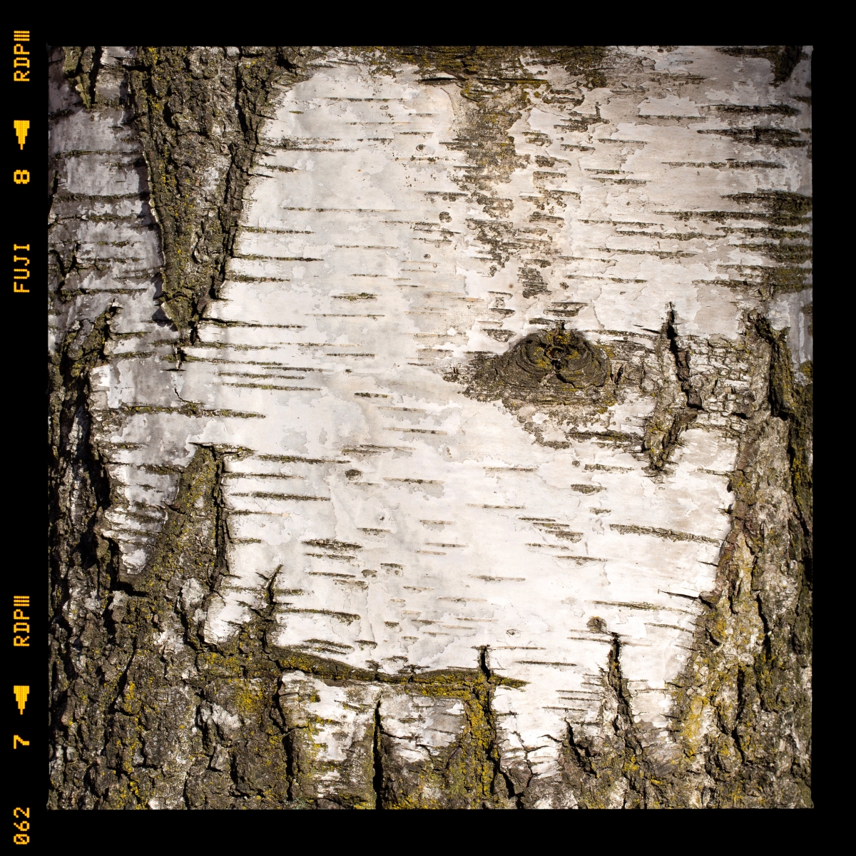 Tree maps (2015 - 2024)