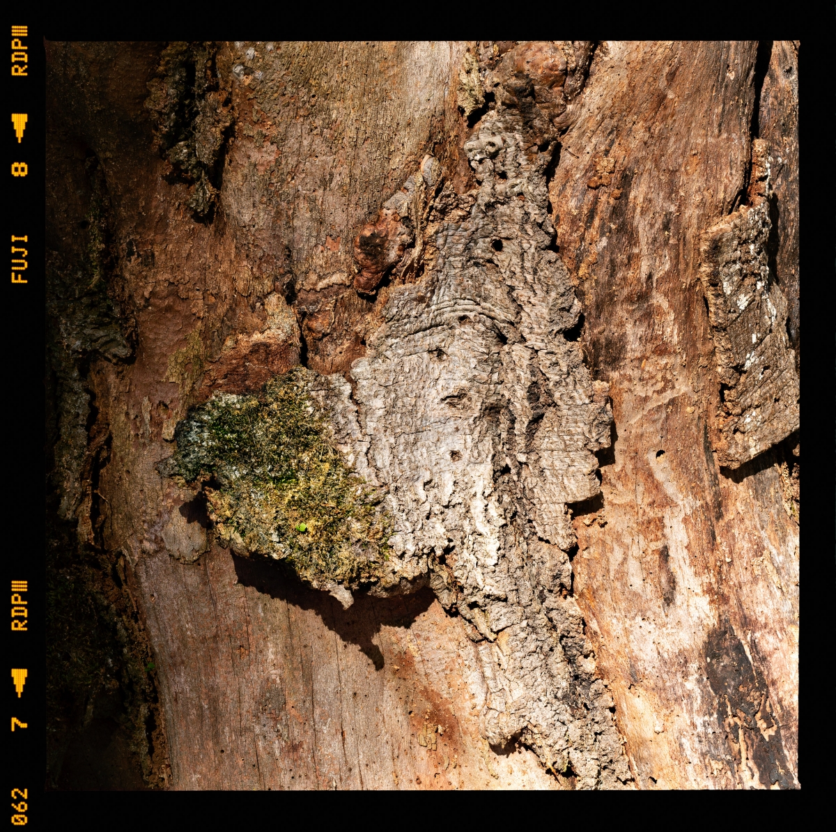 Tree maps (2015 - 2024)