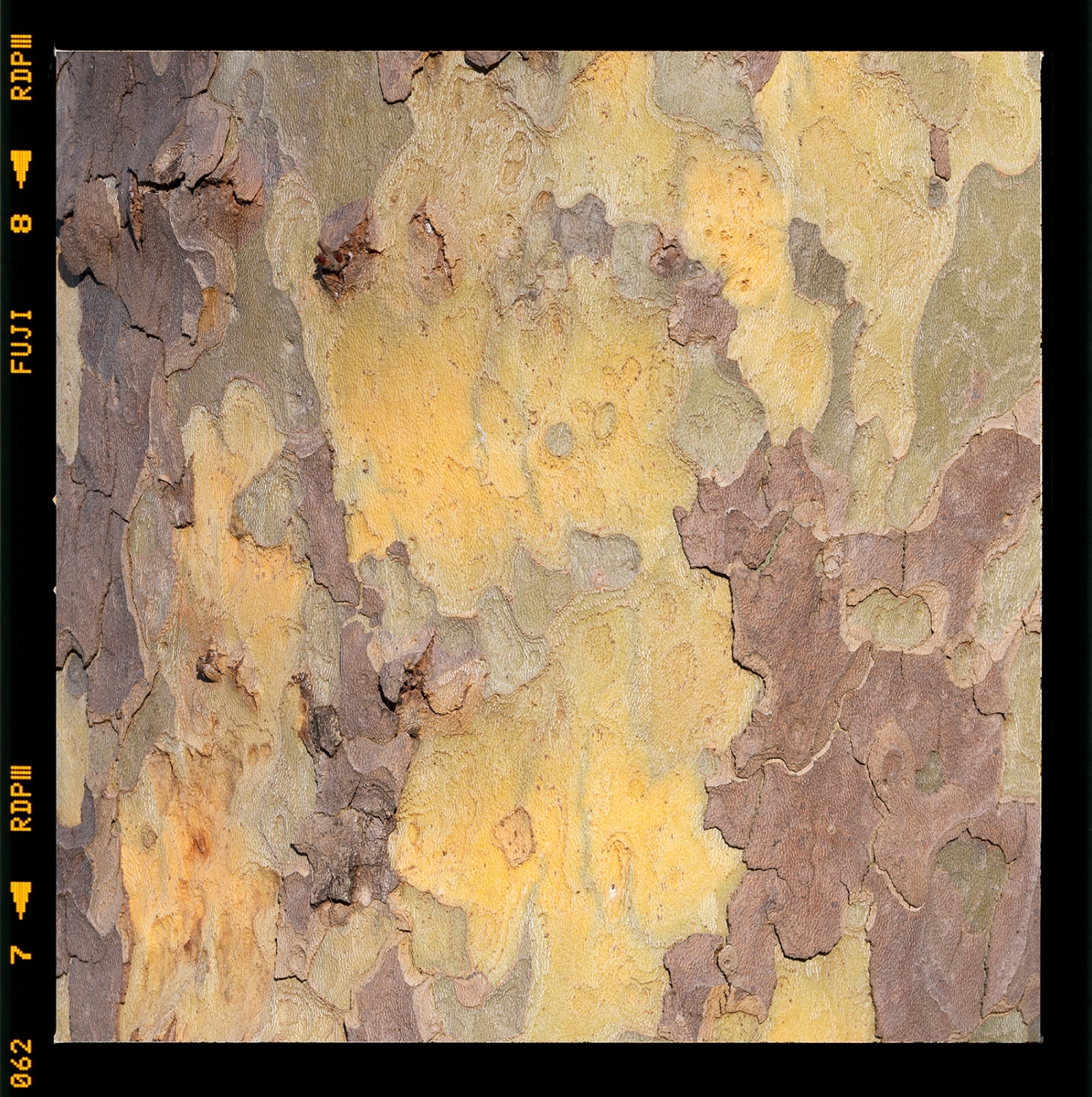 Tree maps (2015 - 2024)