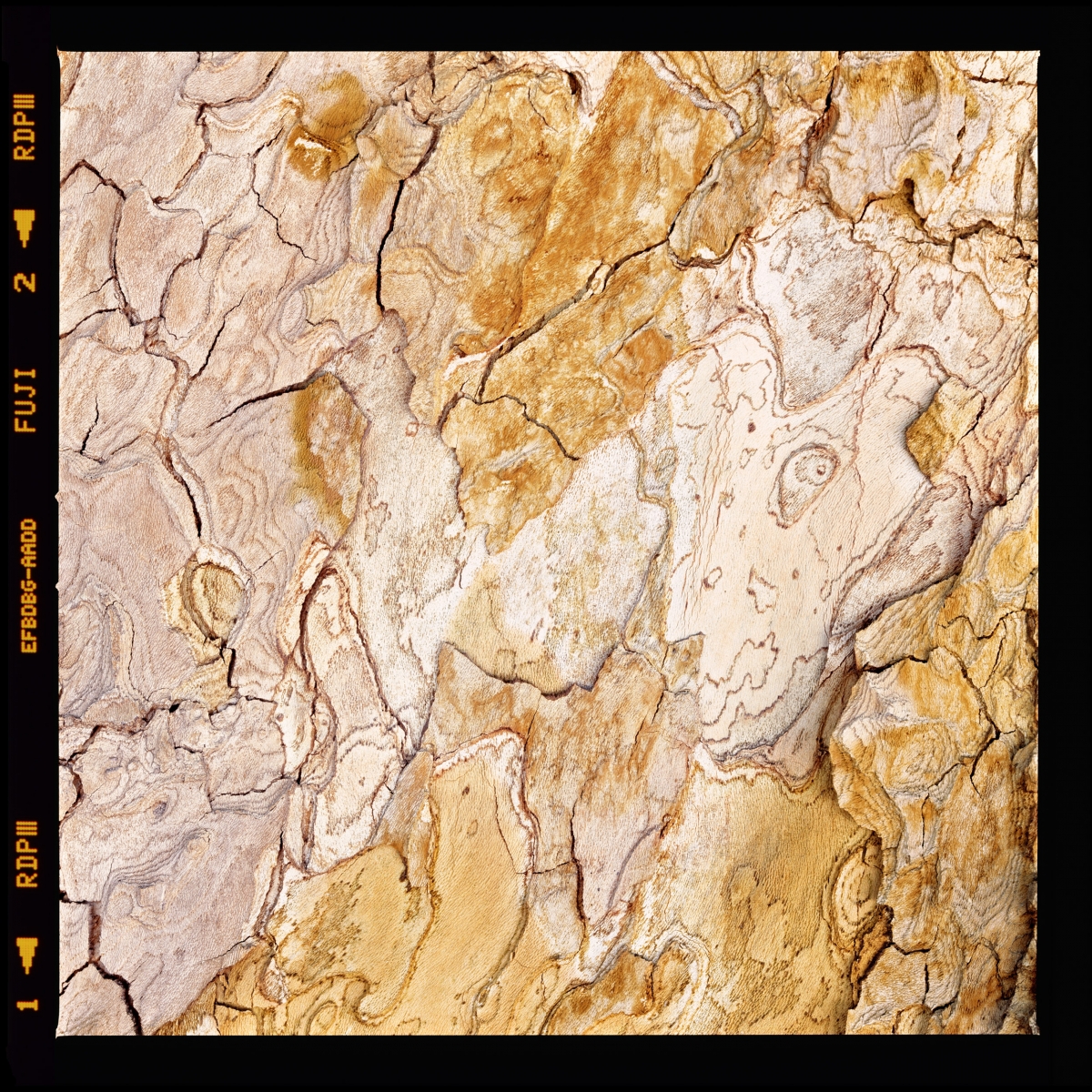 Tree maps (2015 - 2024)