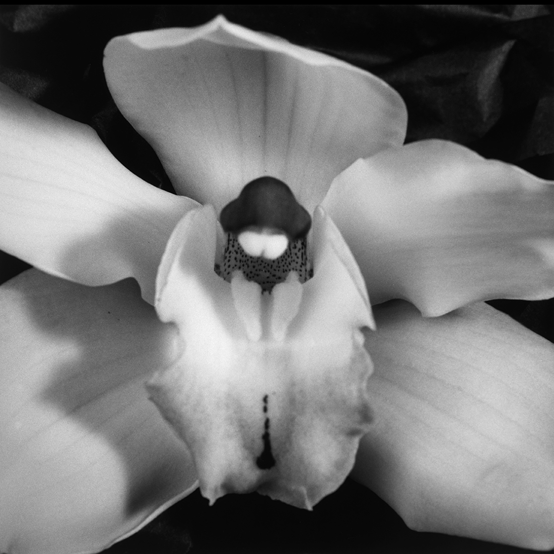 Flower Symbolization