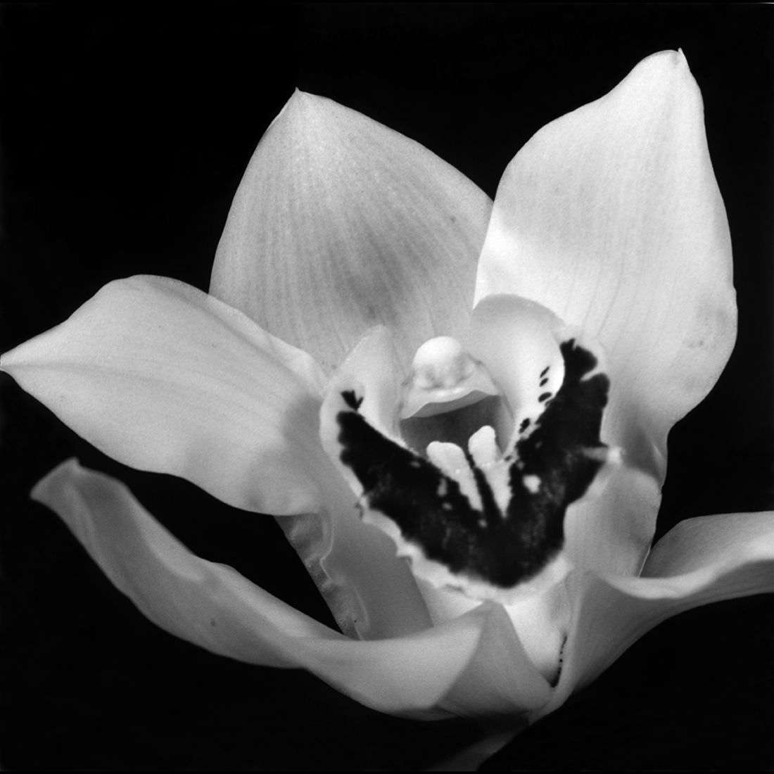 Flower Symbolization