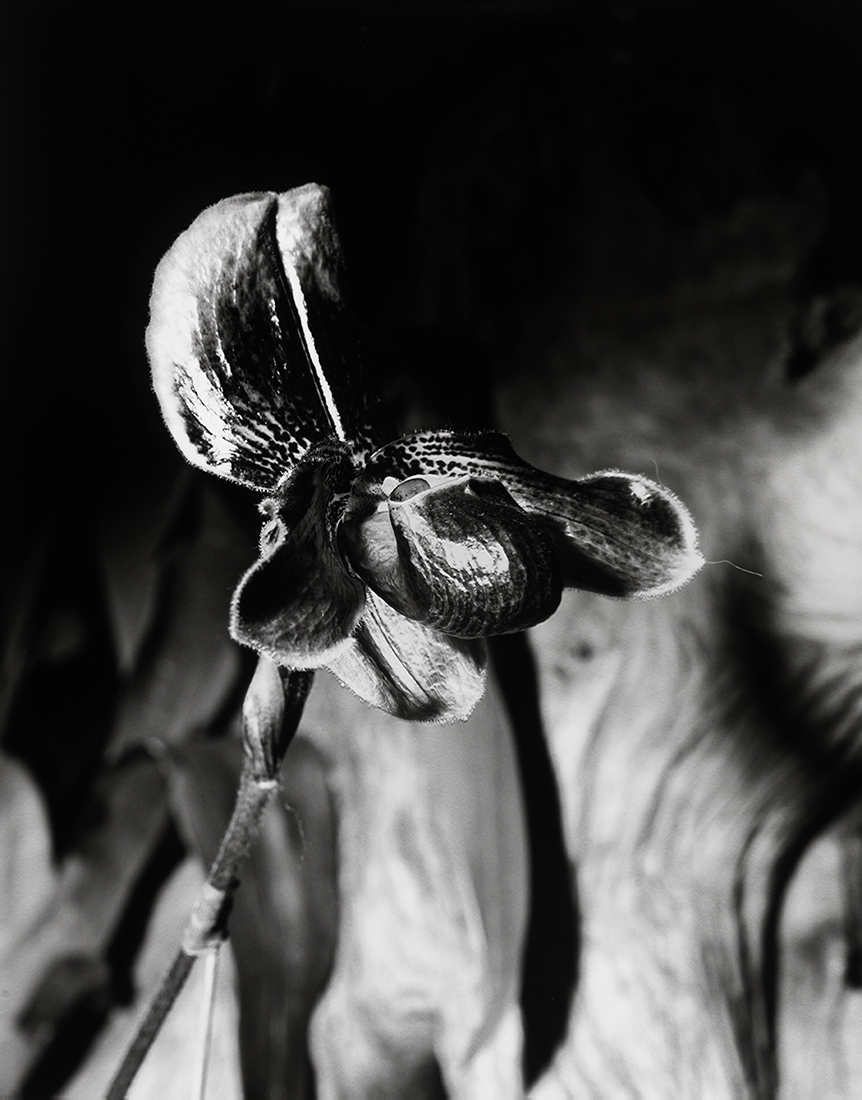 Flower Symbolization