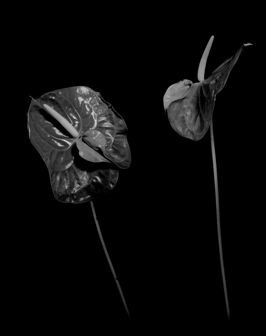 Flower Symbolization