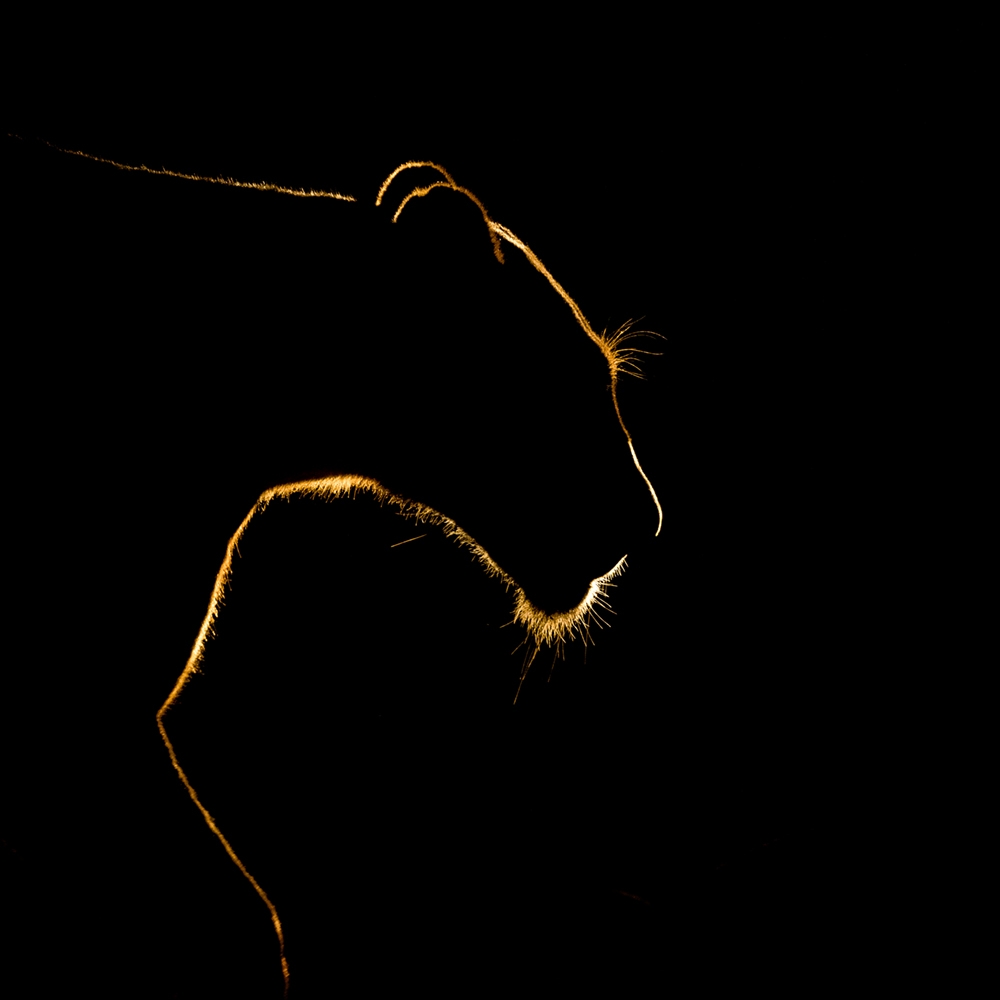 Light and Shades