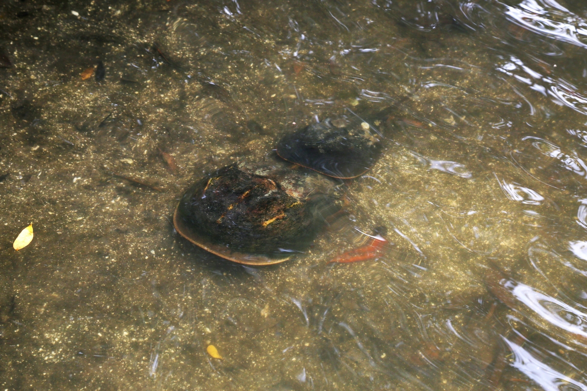 Indian River Lagoon Connected