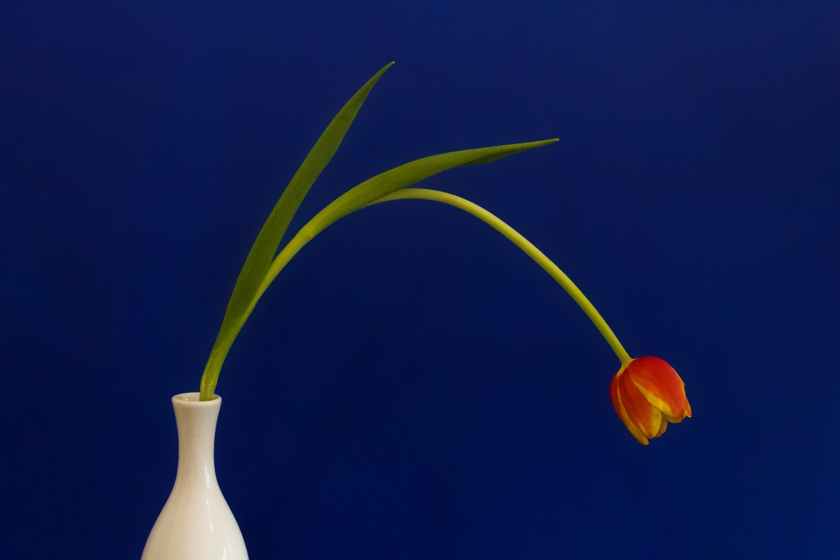 Tulip 