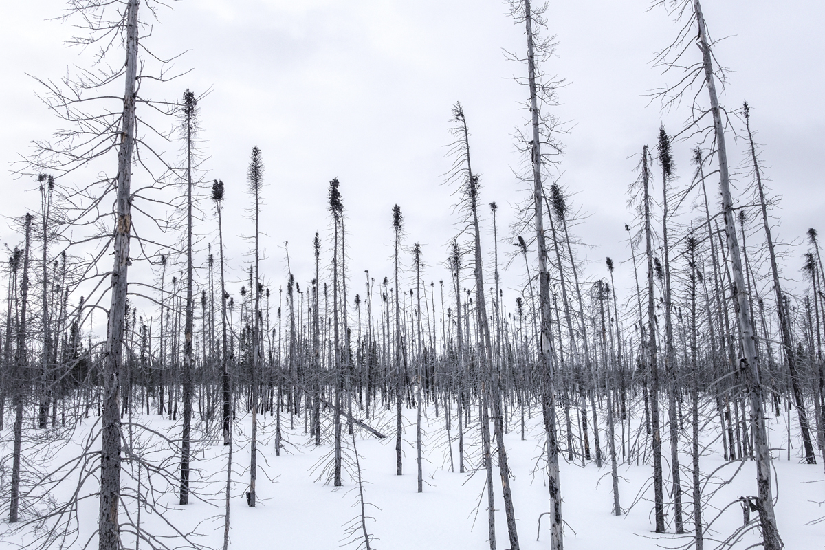 MAHIKAN - The wild wolves of Far North Canada