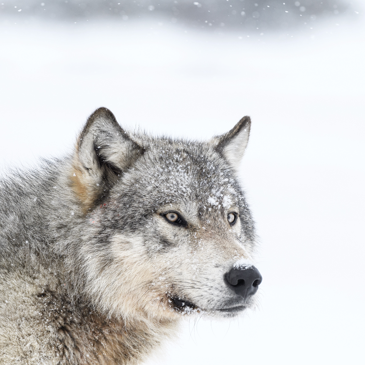MAHIKAN - The wild wolves of Far North Canada