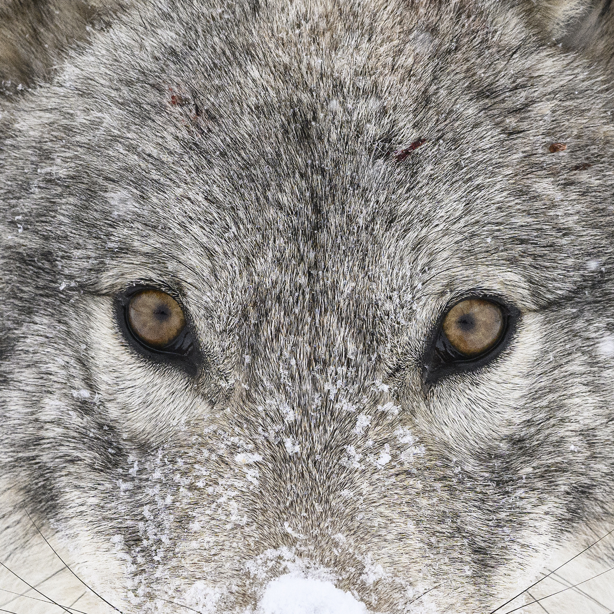 MAHIKAN - The wild wolves of Far North Canada