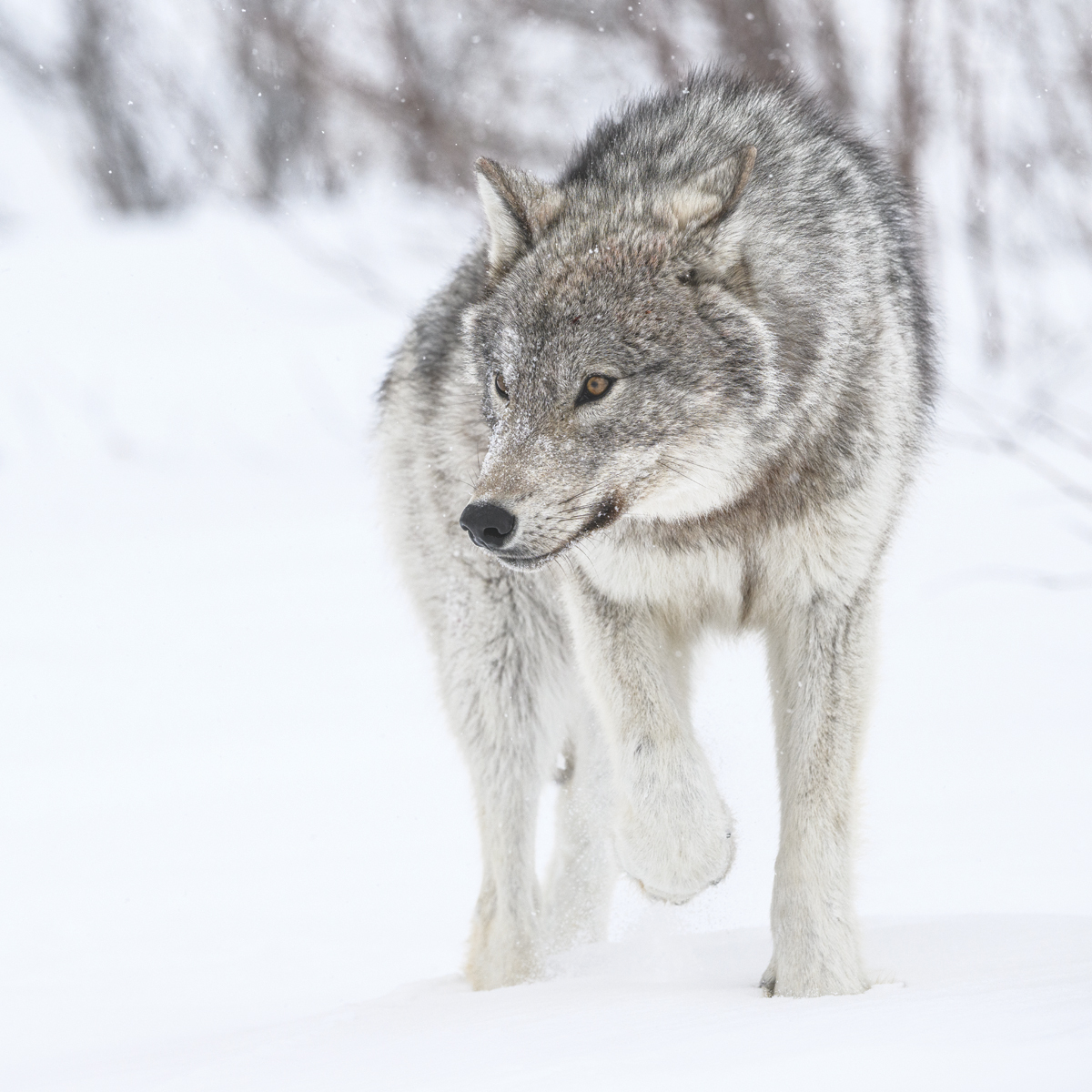 MAHIKAN - The wild wolves of Far North Canada