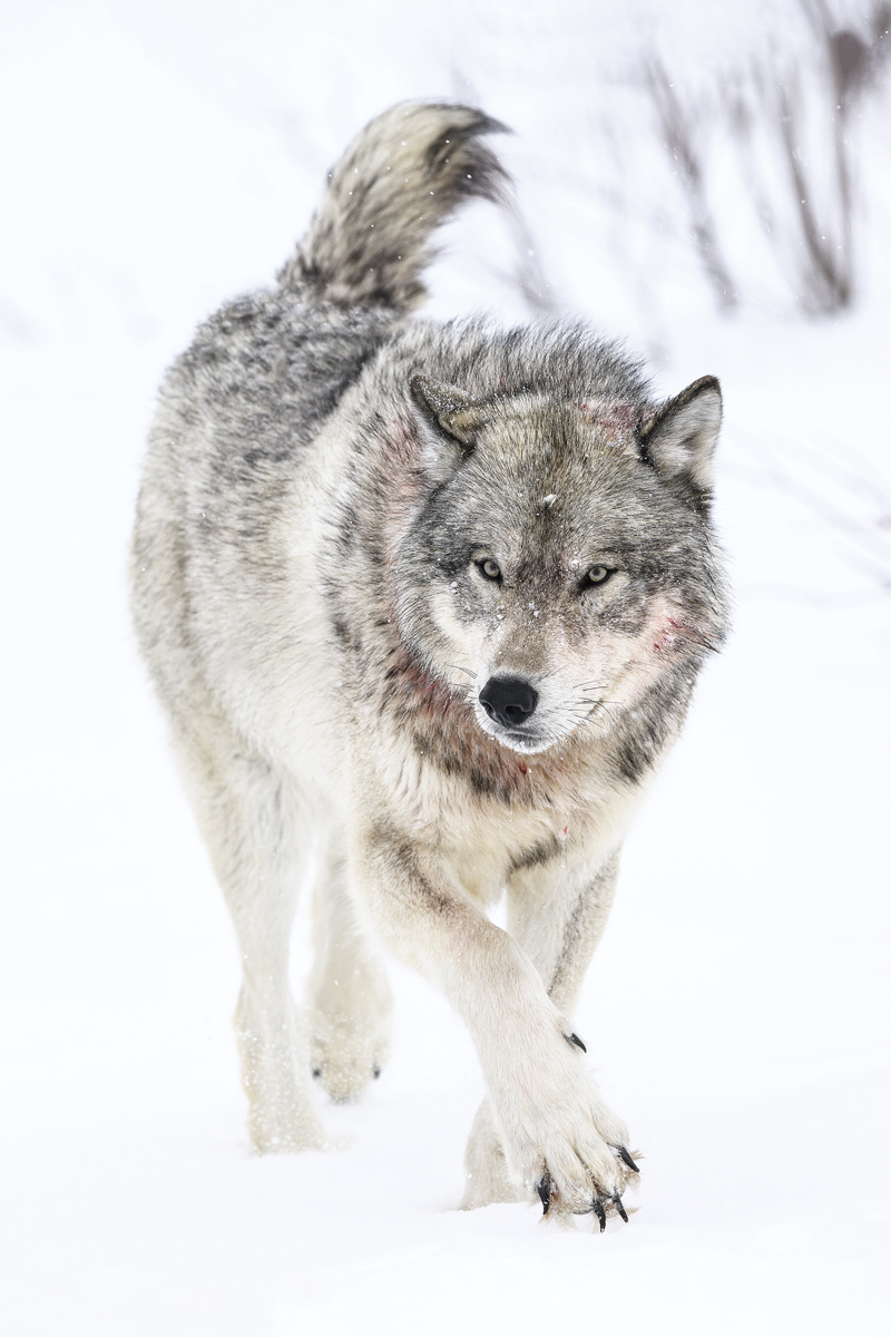 MAHIKAN - The wild wolves of Far North Canada