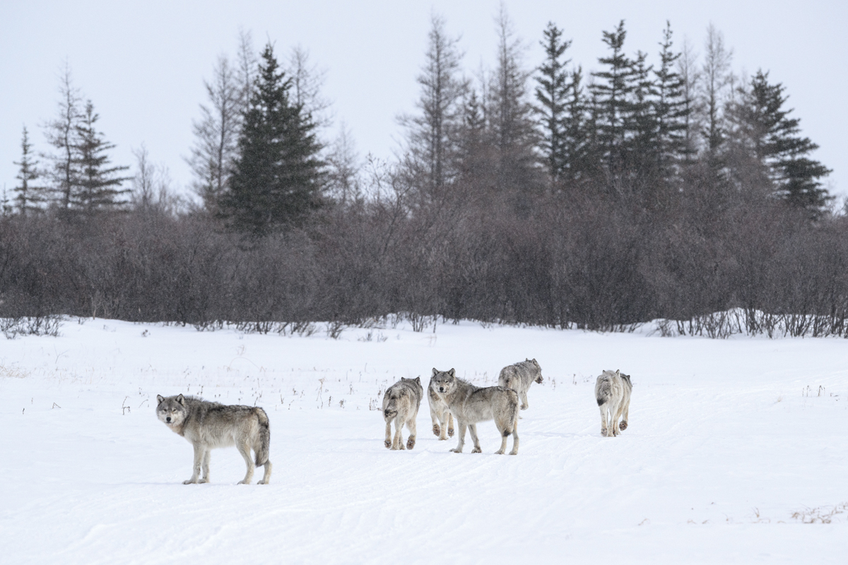 MAHIKAN - The wild wolves of Far North Canada