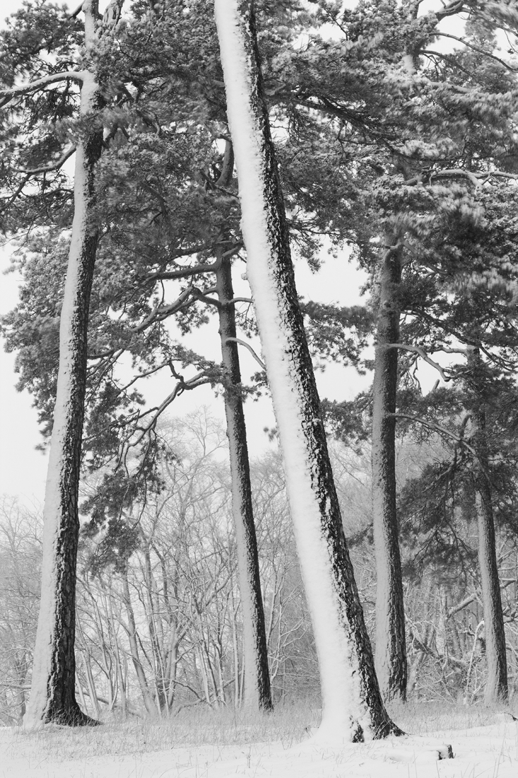 Stopping by Woods on a Snowy Evening