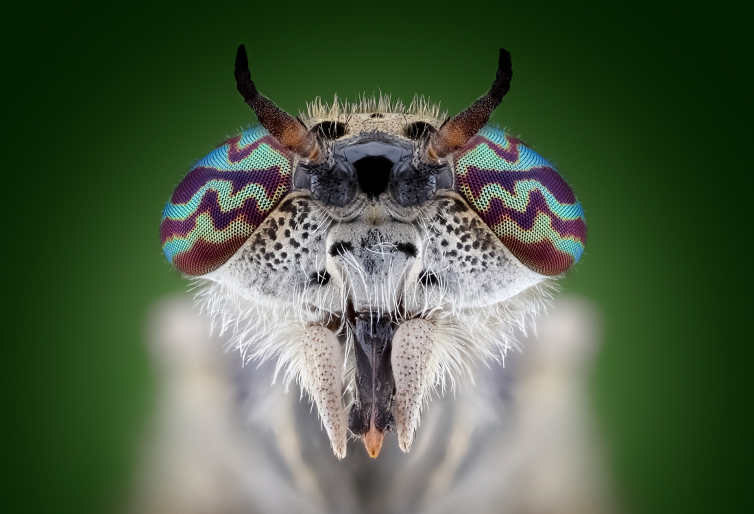 The Beauty of insects