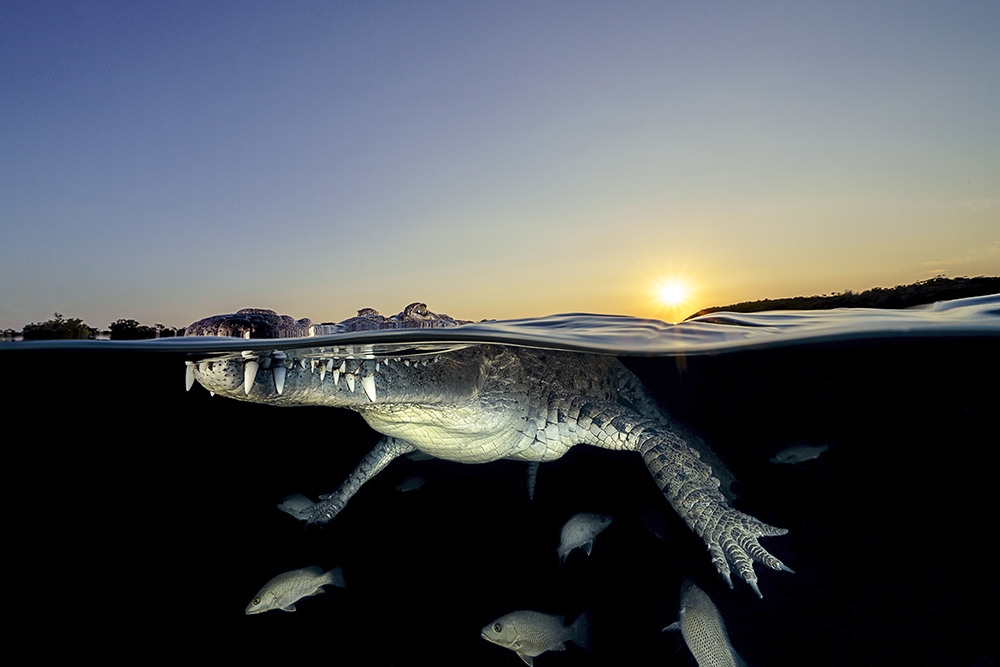 American saltwater crocodile