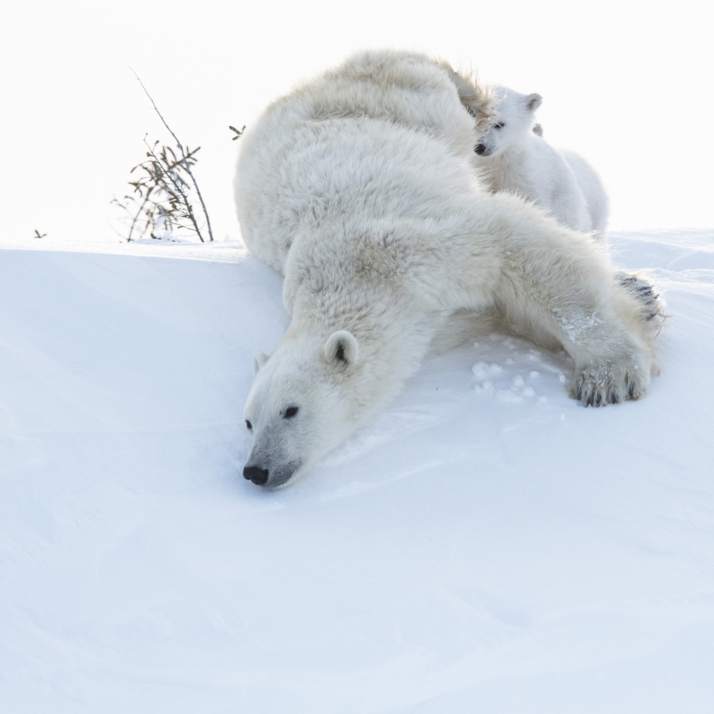 Annual Photography Awards winner DOROTA SENECHAL