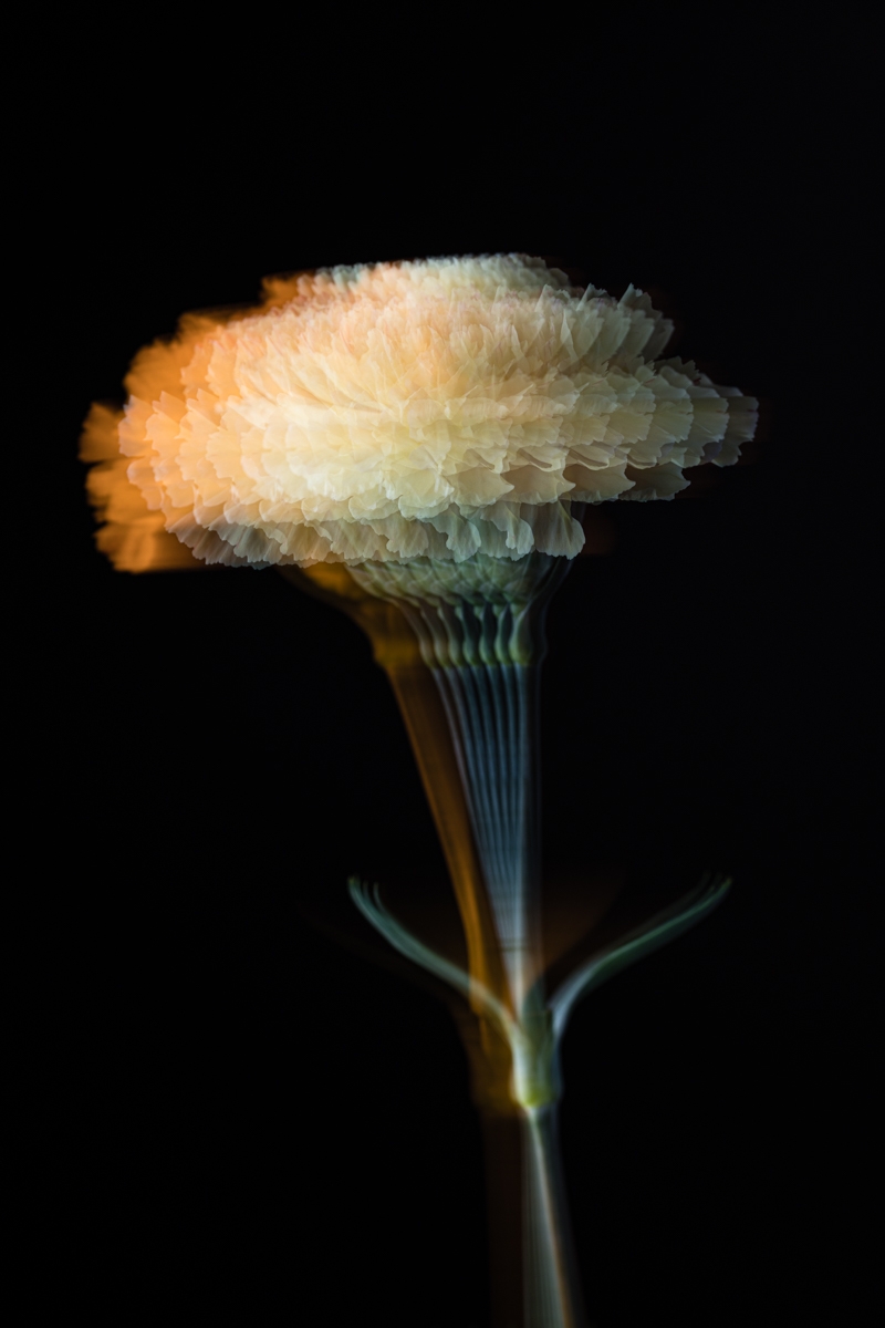 Photosynthetic Sculptures II